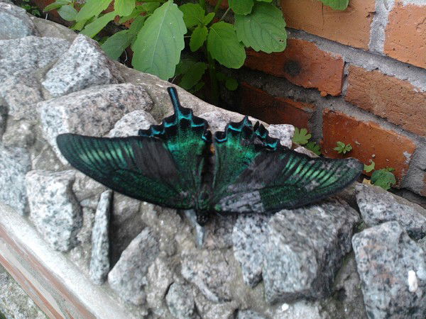 Павел Dj_Rf_Ker