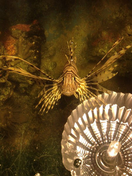 Елена Федорова