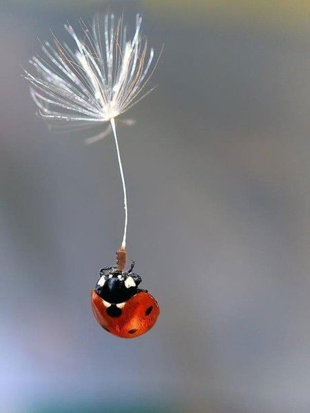 Наталья Семенова