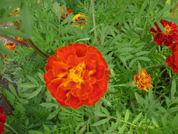 Диса Зко Диса Зко