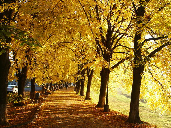 Вкторя Макарович