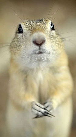 Маргарита Громова