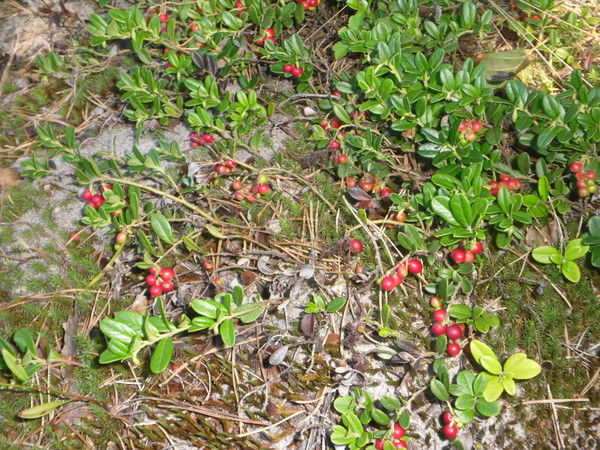 Любовь Селиверстова