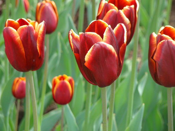 Елена Савина