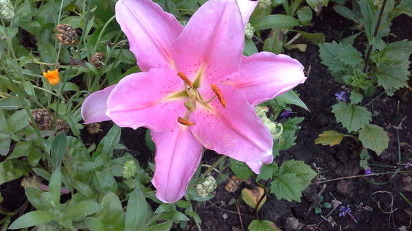 Любимая Всегда