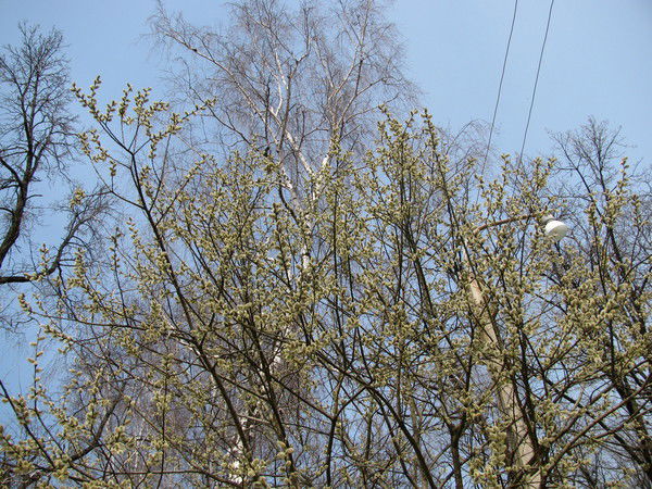 Елена Степанова