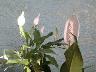 Айнагуль Темирова