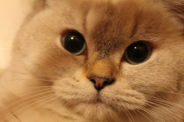 Алексей Черетаев