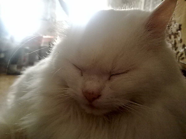 Иван Ивашкин