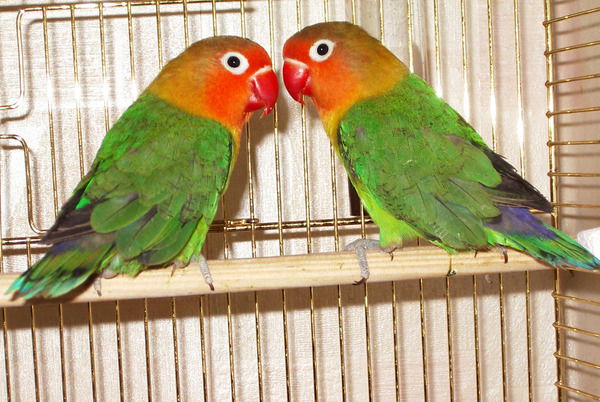 Елена Непомню