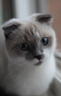 Настя Громастя