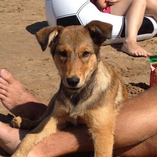 Александр Дунаев