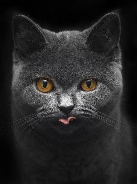 Татьяна Петрова