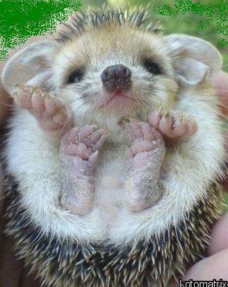 Серж Сергеев