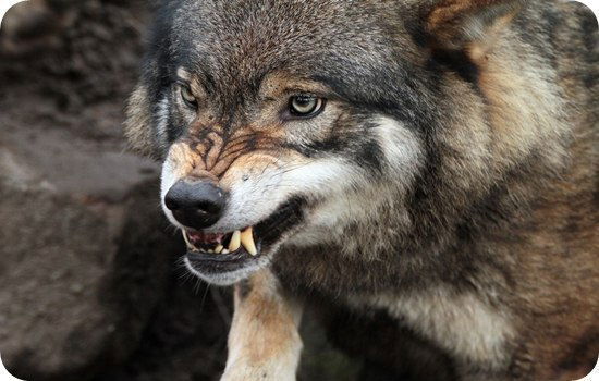 ℛℛ ℛ ℛℛ ℛ