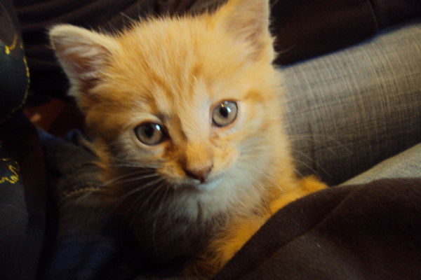 Фёдор Кукалевский