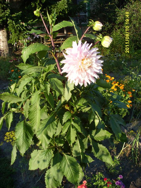 Ольга Задорожная