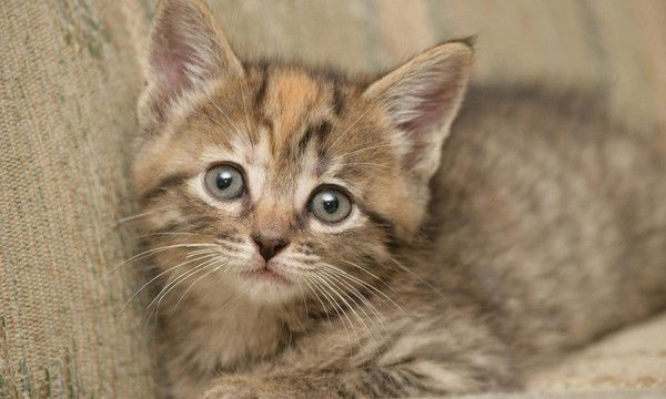 Болекбай Беккали Ергалиулы .