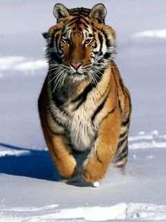 Алексей Смирнов