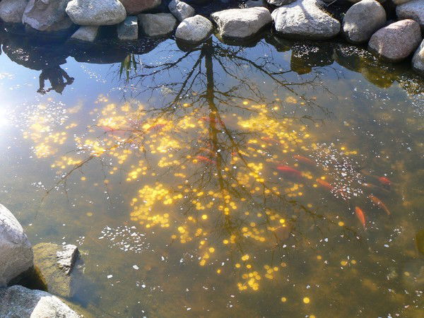 Дружная Семья