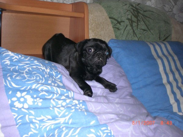 Евгения Лисинская