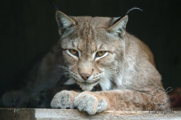 Виктор Бубнов