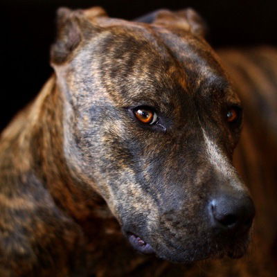 Анжела Запанова