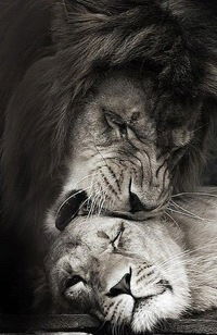 Андрей Рогозин