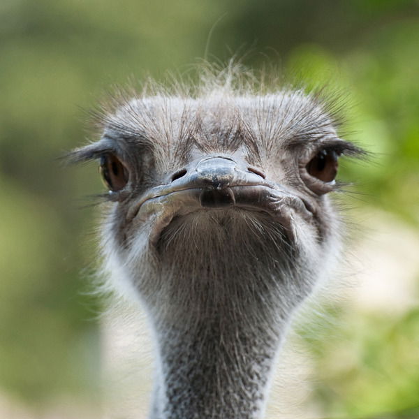 Александр Свет