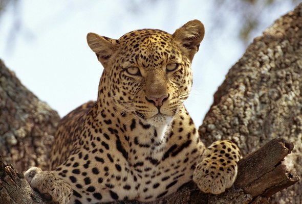 Александр Михалыч