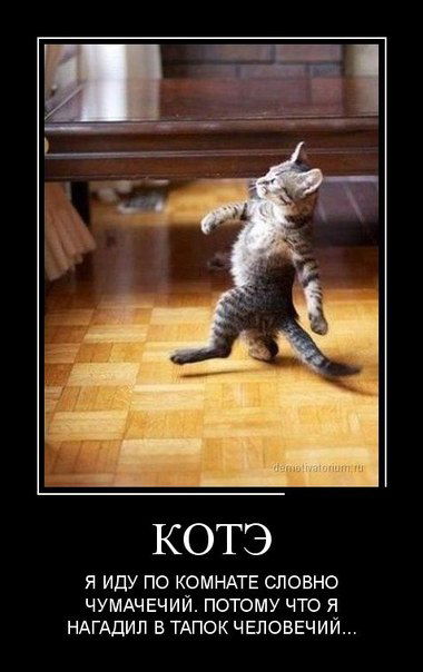 Тамерлан Намазов