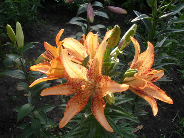 Нина Сакович