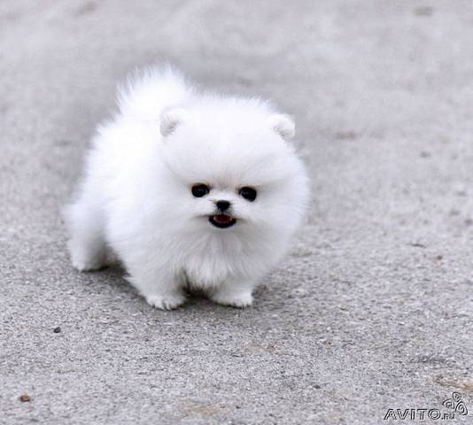 Анна Пикина