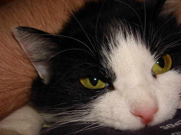 Вячеслав Еременко