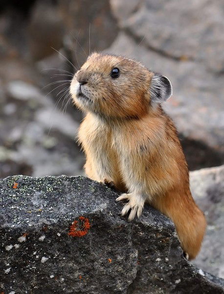 Светлана Пушкина