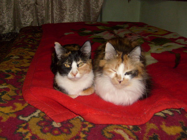 Инна Молчанова