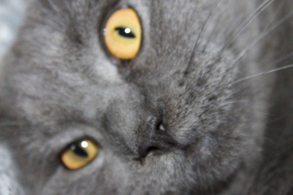 Елена Бидная