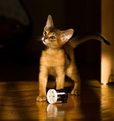 Кирилл Щепихин