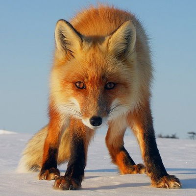 Ева Адамова