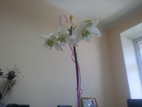 Балыкова Бакыт