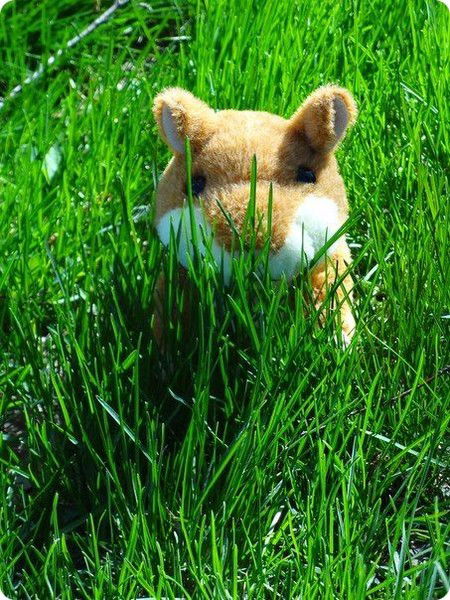 Хомяк Повторюшка