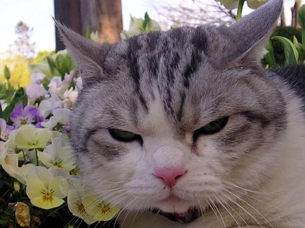 Полина Синельникова