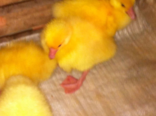 Ольга Самойлова