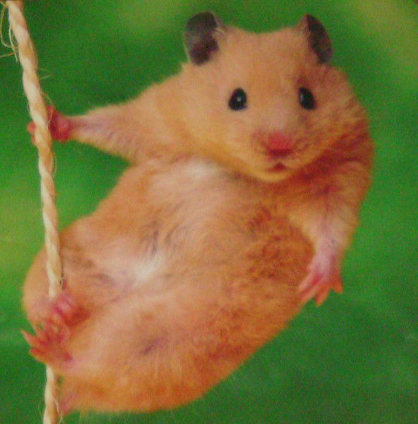 Инна Савченко