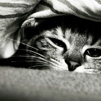 Андрей Дузенко