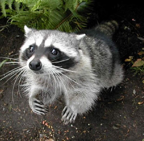 Ольга Силко