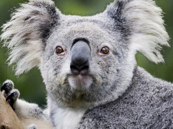 Сергей Нисковский