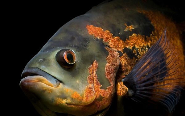 Флора Фауна