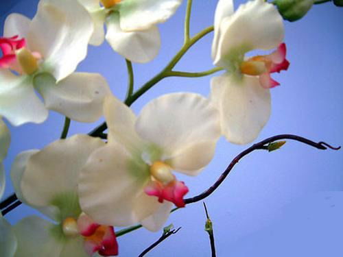 Валентина Гайда