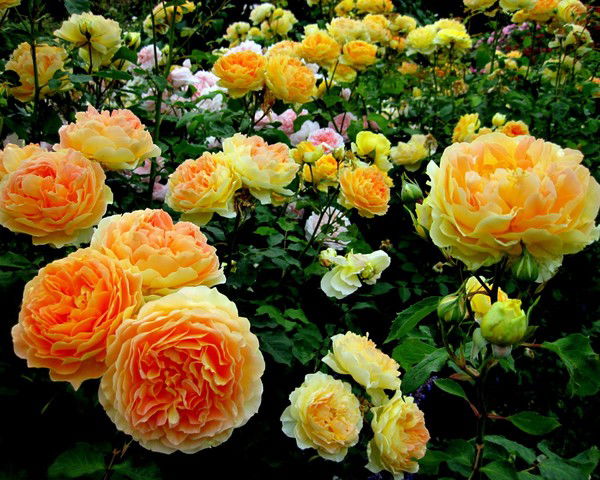 Оксана Чугунова